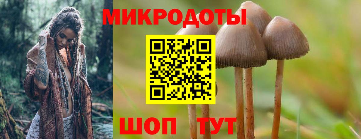 Псилоцибиновые грибы Psilocybe Саянск